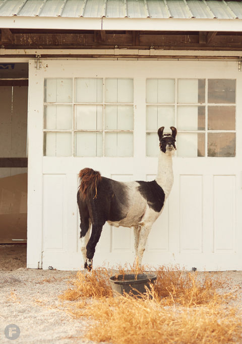 Rolling Meadows Farm Brewery Llama